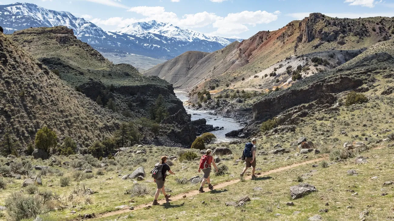 Summer hiking trail in the Yellowstone backcountry with wildflowers