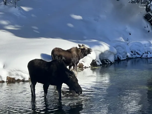 Two moose at Big Springs in winter moving gracefully through snow-covered trees