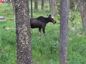 Moose are frequent visitors to the cabin's backyard