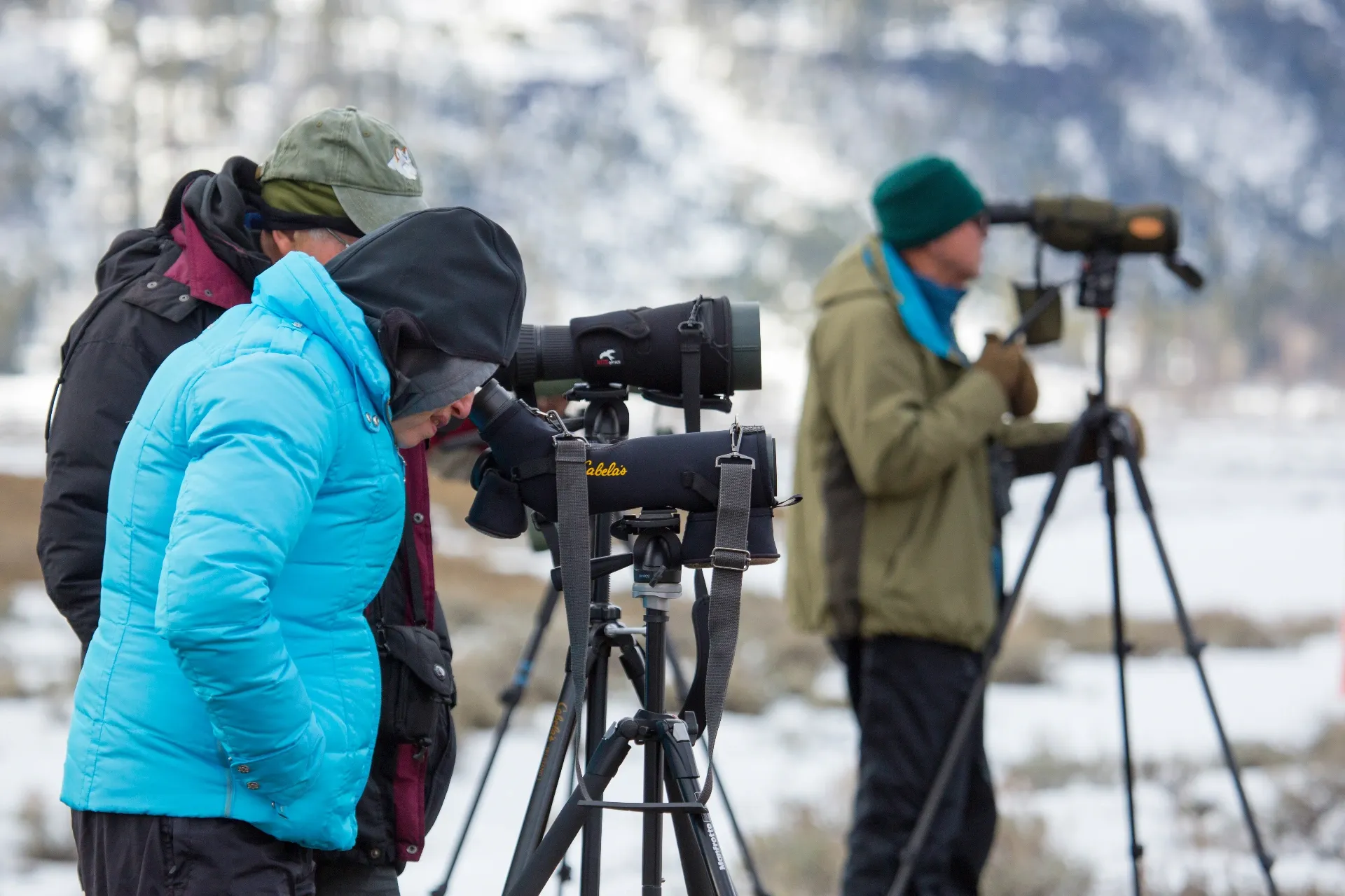 Wildlife watchers with spotting scopes in Lamar Valley