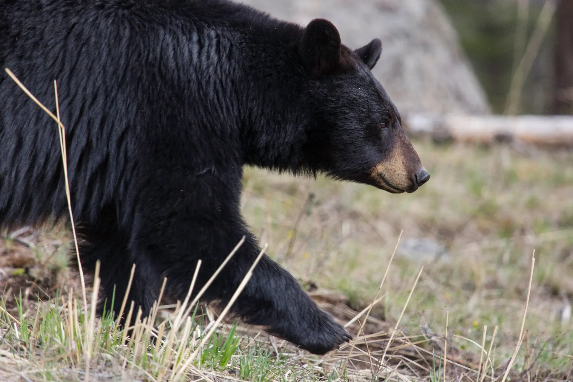 Wildlife moving through a Yellowstone meadow