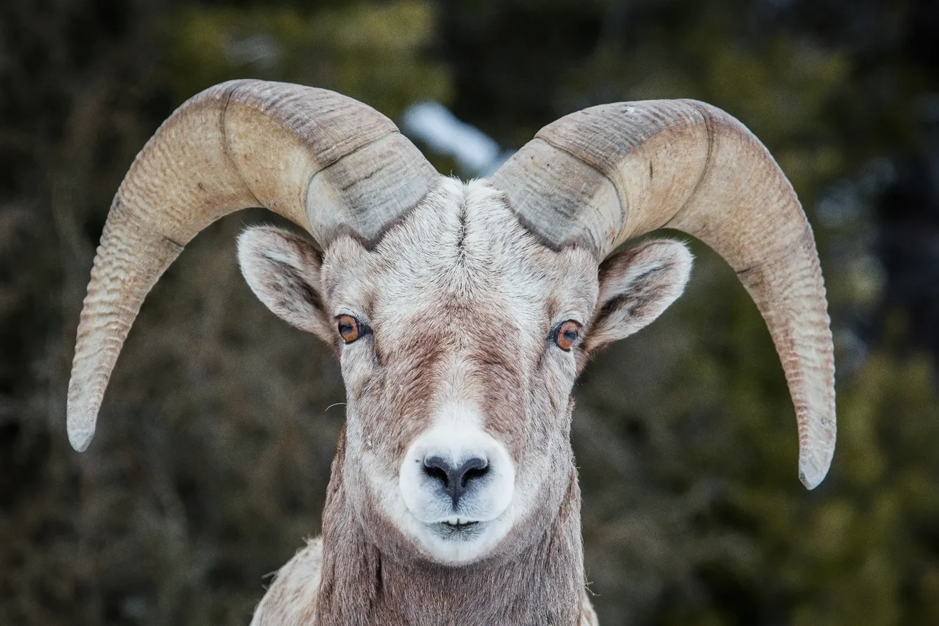Bighorn sheep with curved horns on rocky terrain in Yellowstone