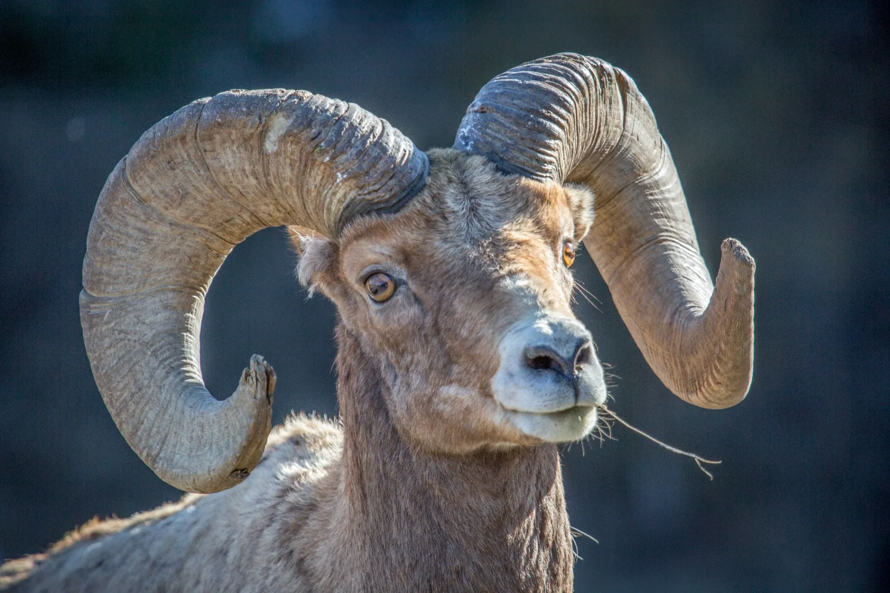 Bighorn sheep portrait in Yellowstone