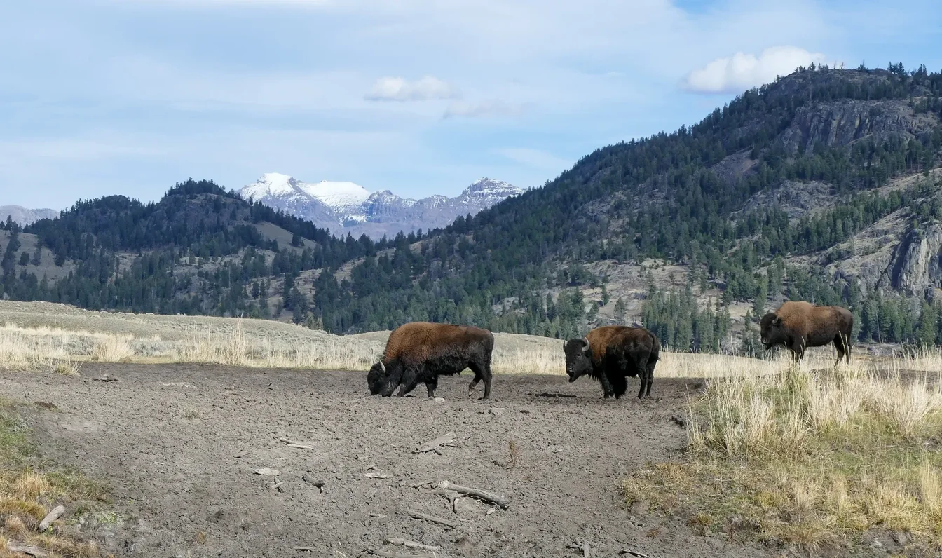 Bison herd in Lamar Valley with mountains behind