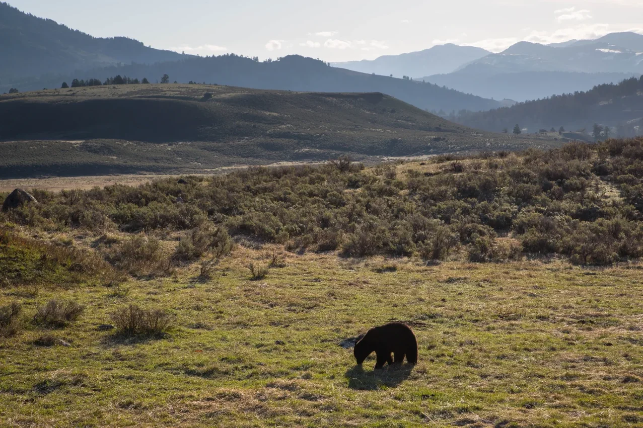 Black bear walking through a Yellowstone meadow in early summer