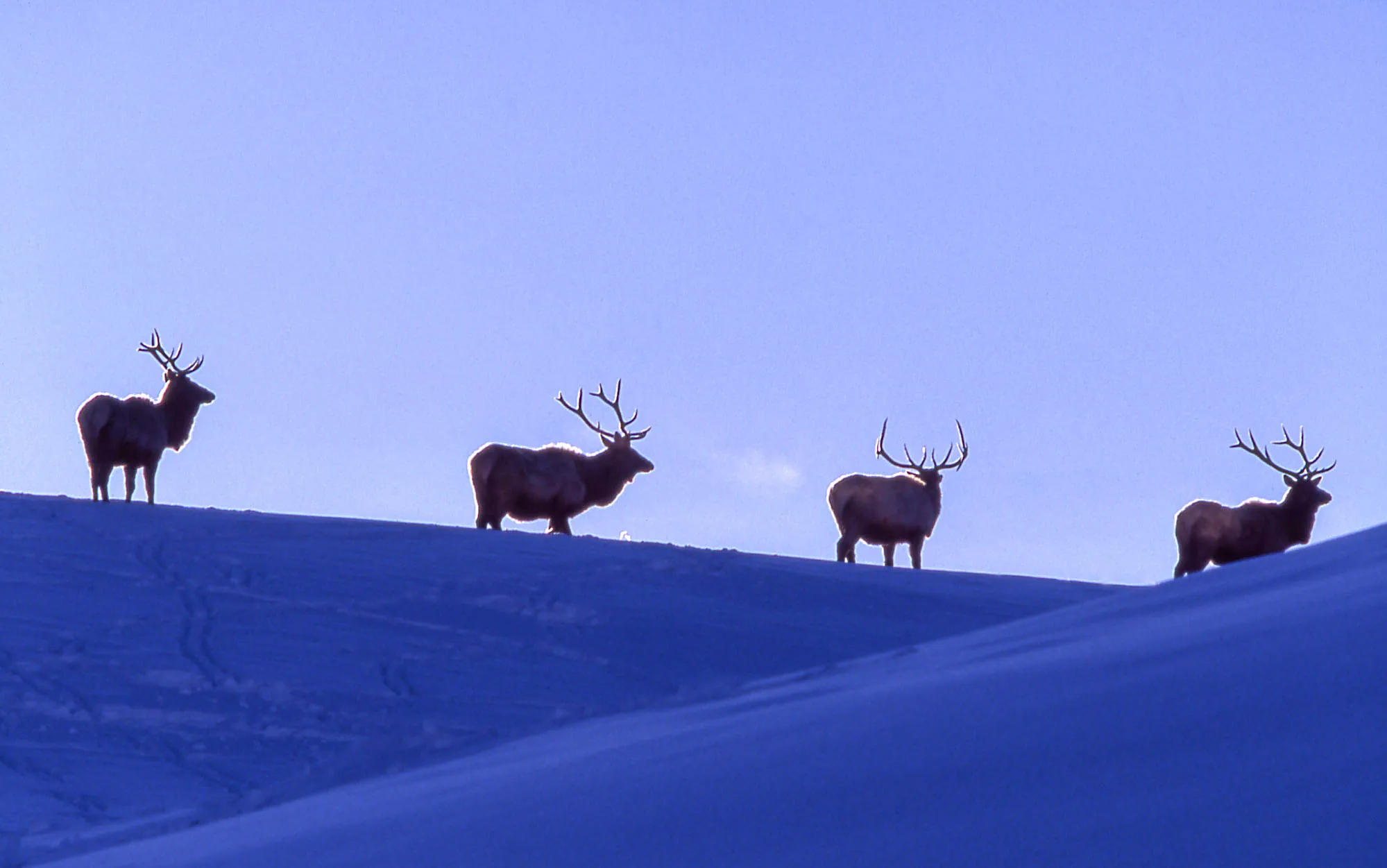 Bull elk with large antlers in Yellowstone during fall rut season