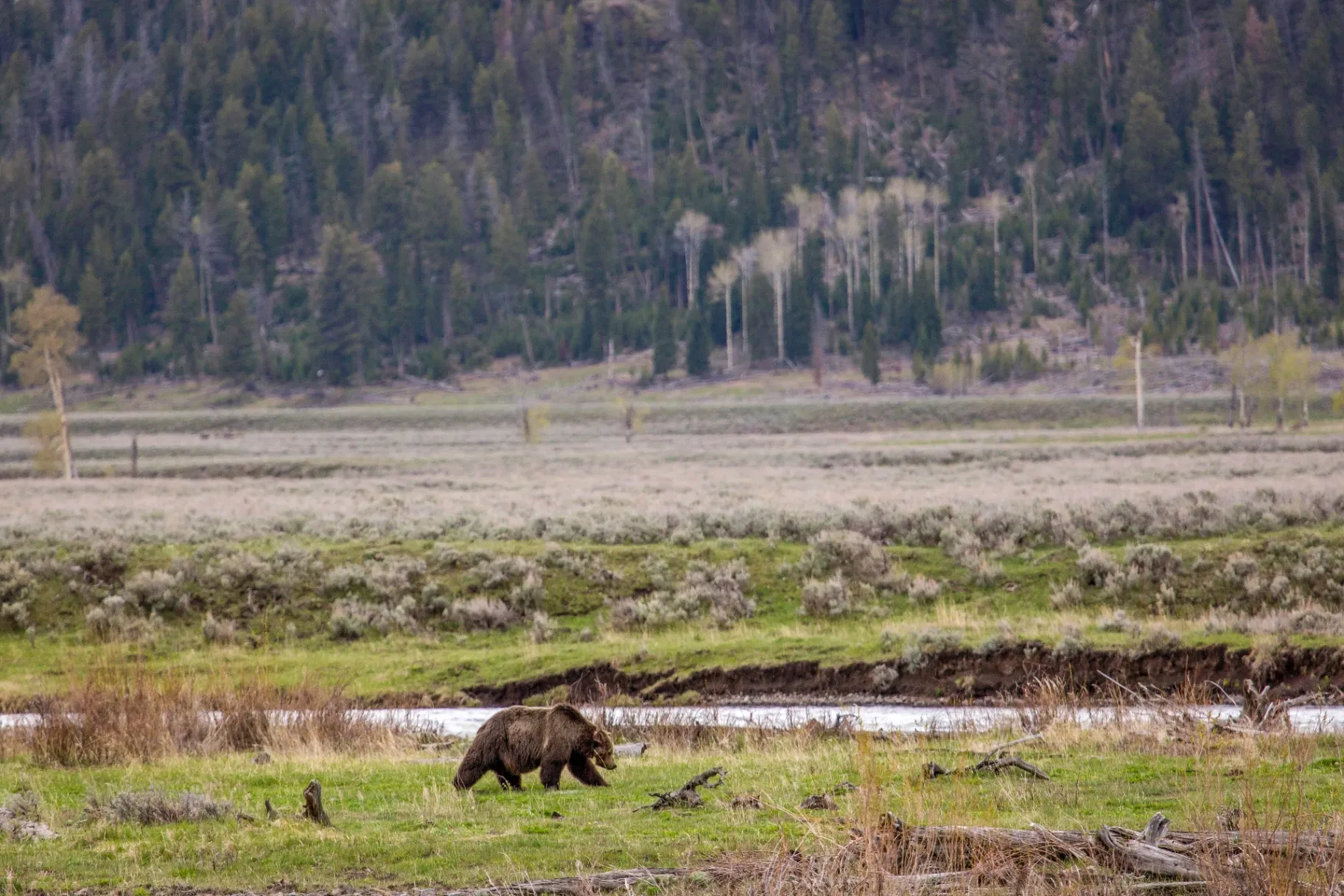 Grizzly bear in Yellowstone's Lamar Valley with green meadow background
