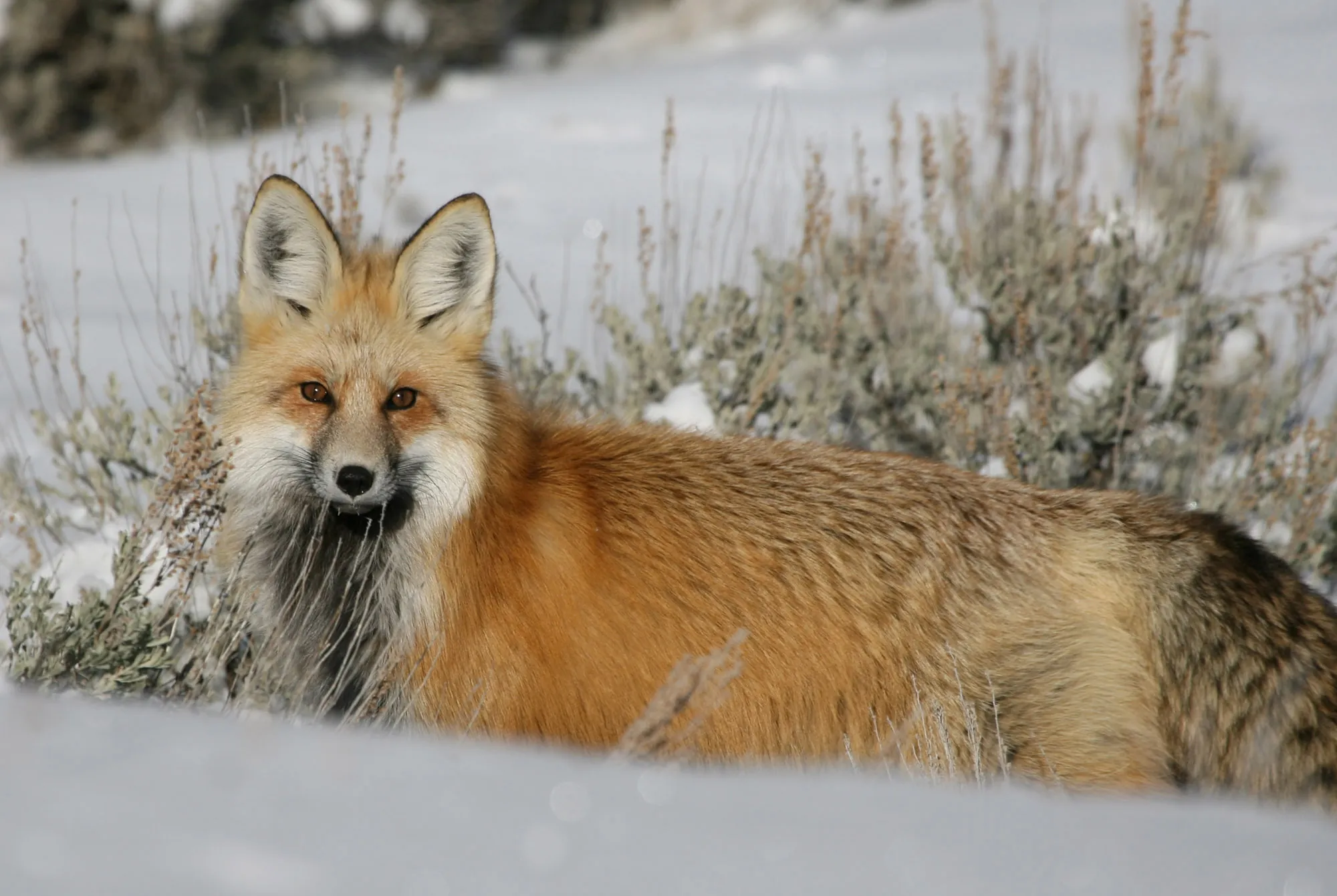 Red fox in Yellowstone