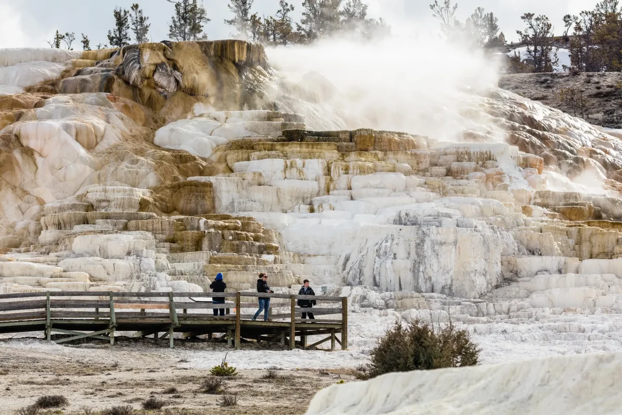 Visitors exploring the white calcium carbonate terraces at Mammoth Hot Springs