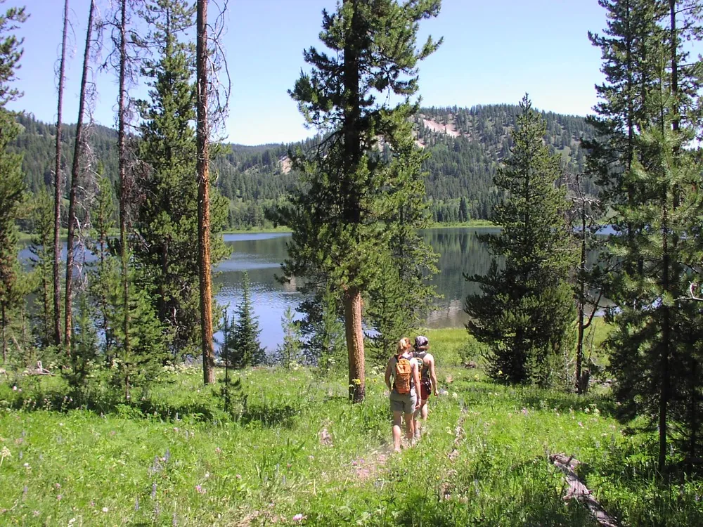 Wildflowers at Two Ocean Lake