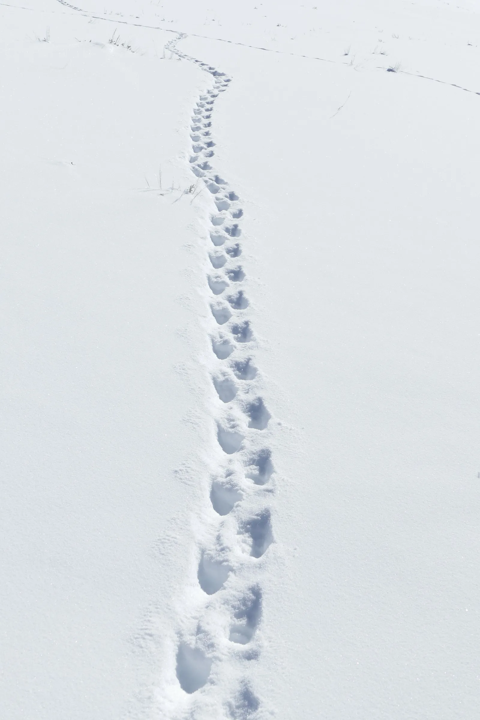 Badger tracks in fresh snow