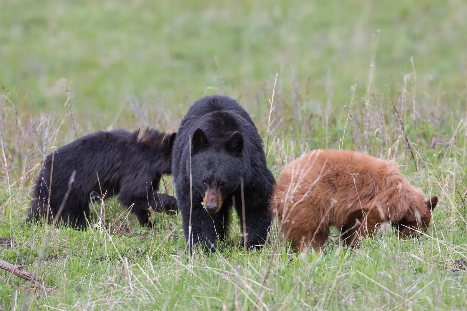 Black bear with cubs in Yellowstone