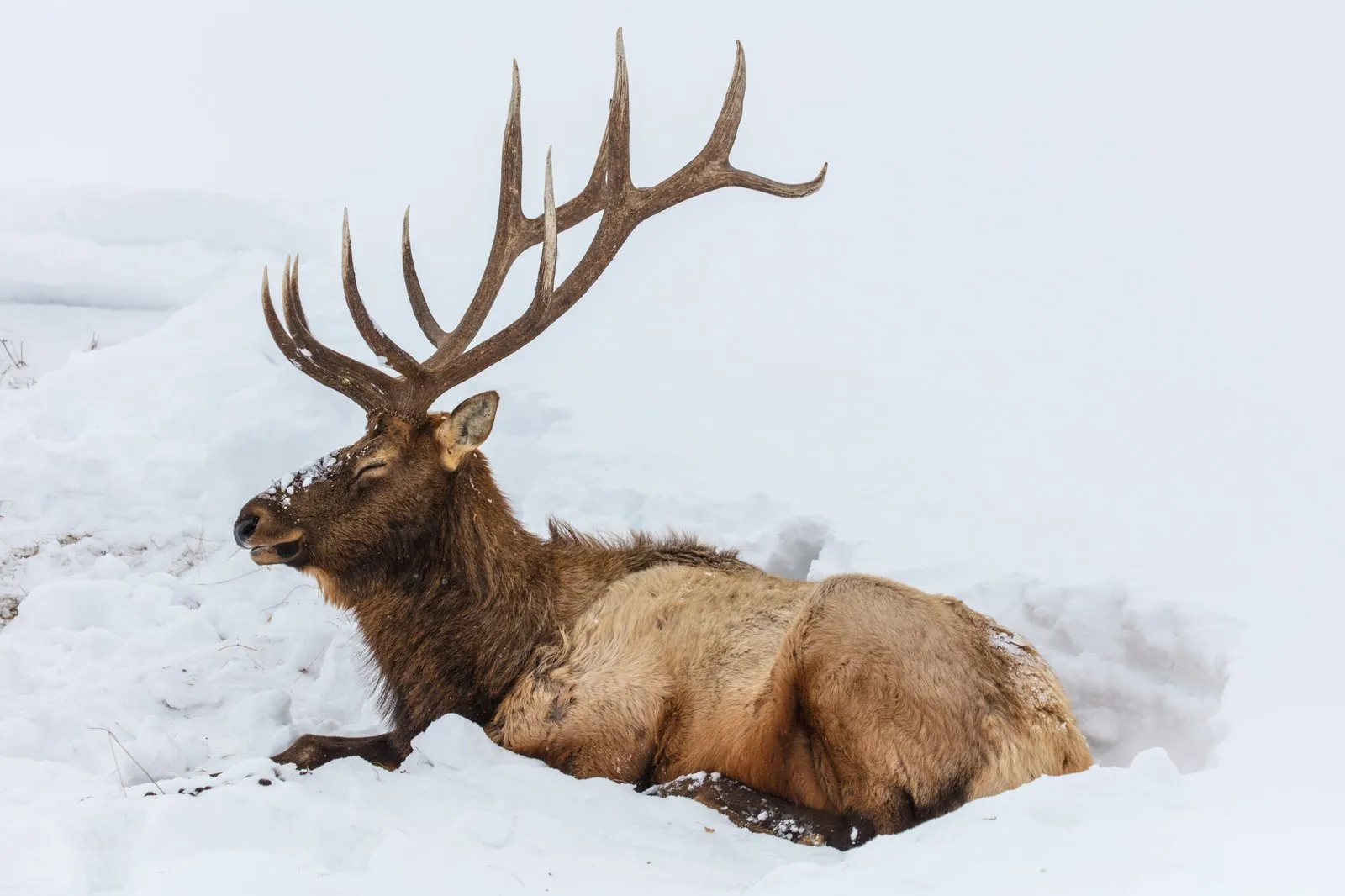 Bull elk at Blacktail Ponds in winter