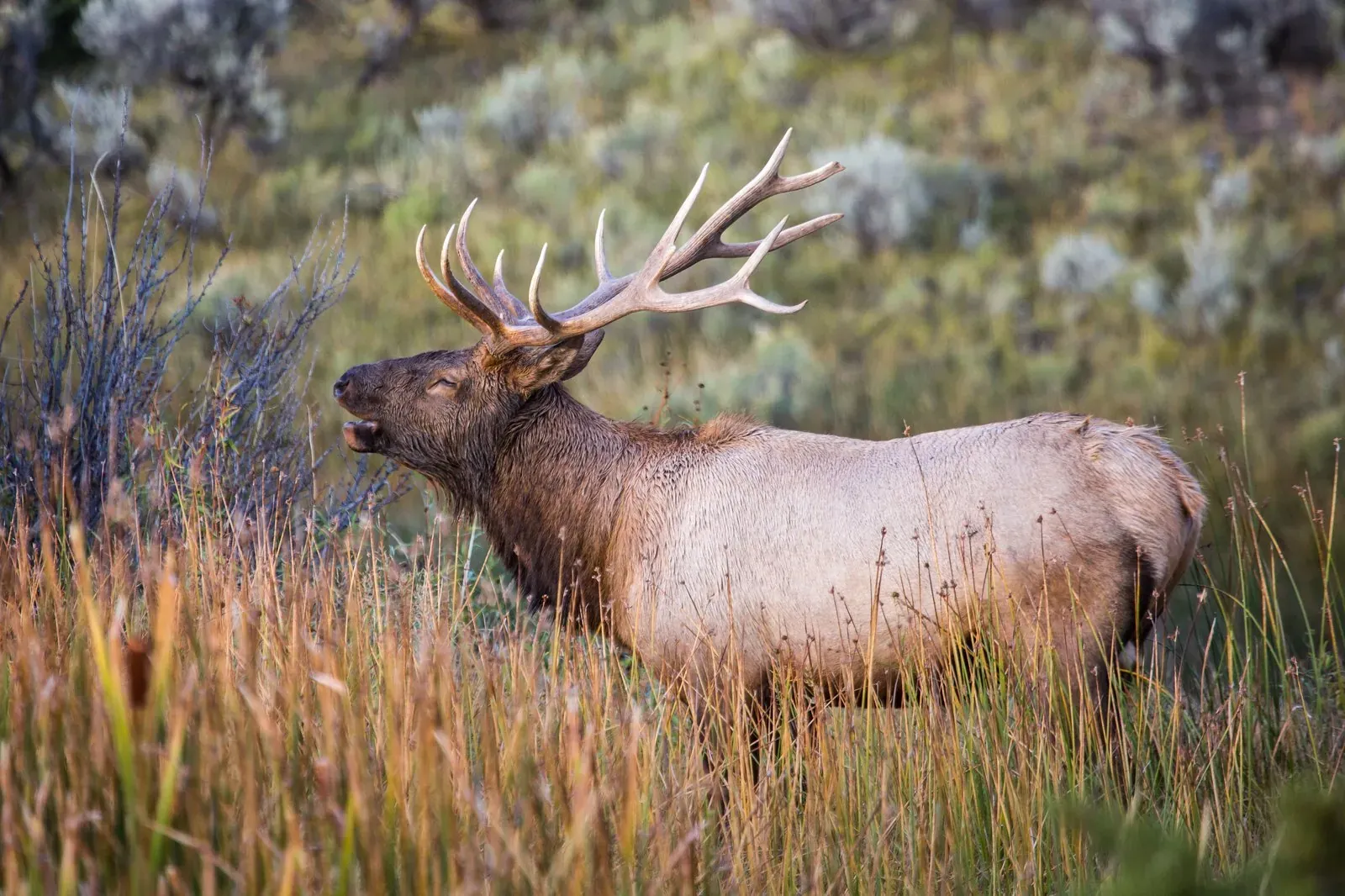 Bull elk bugling at Mammoth Hot Springs in Yellowstone during the fall rut