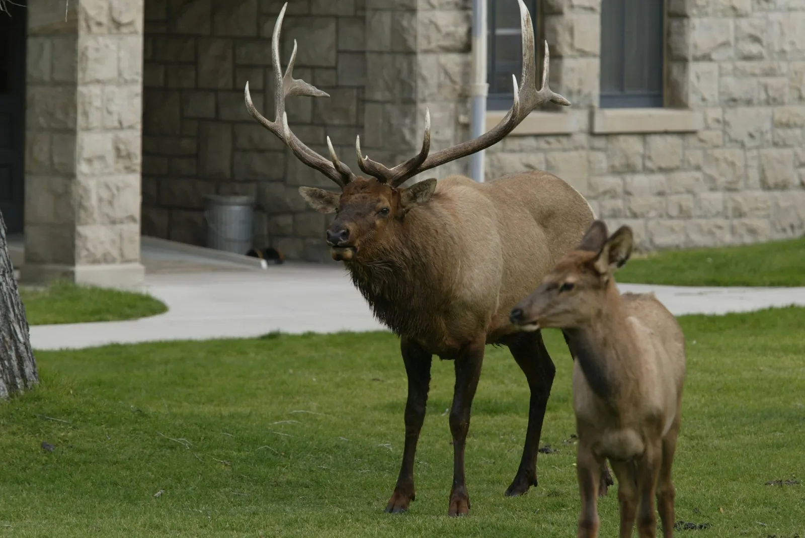 Bull elk at Mammoth Hot Springs