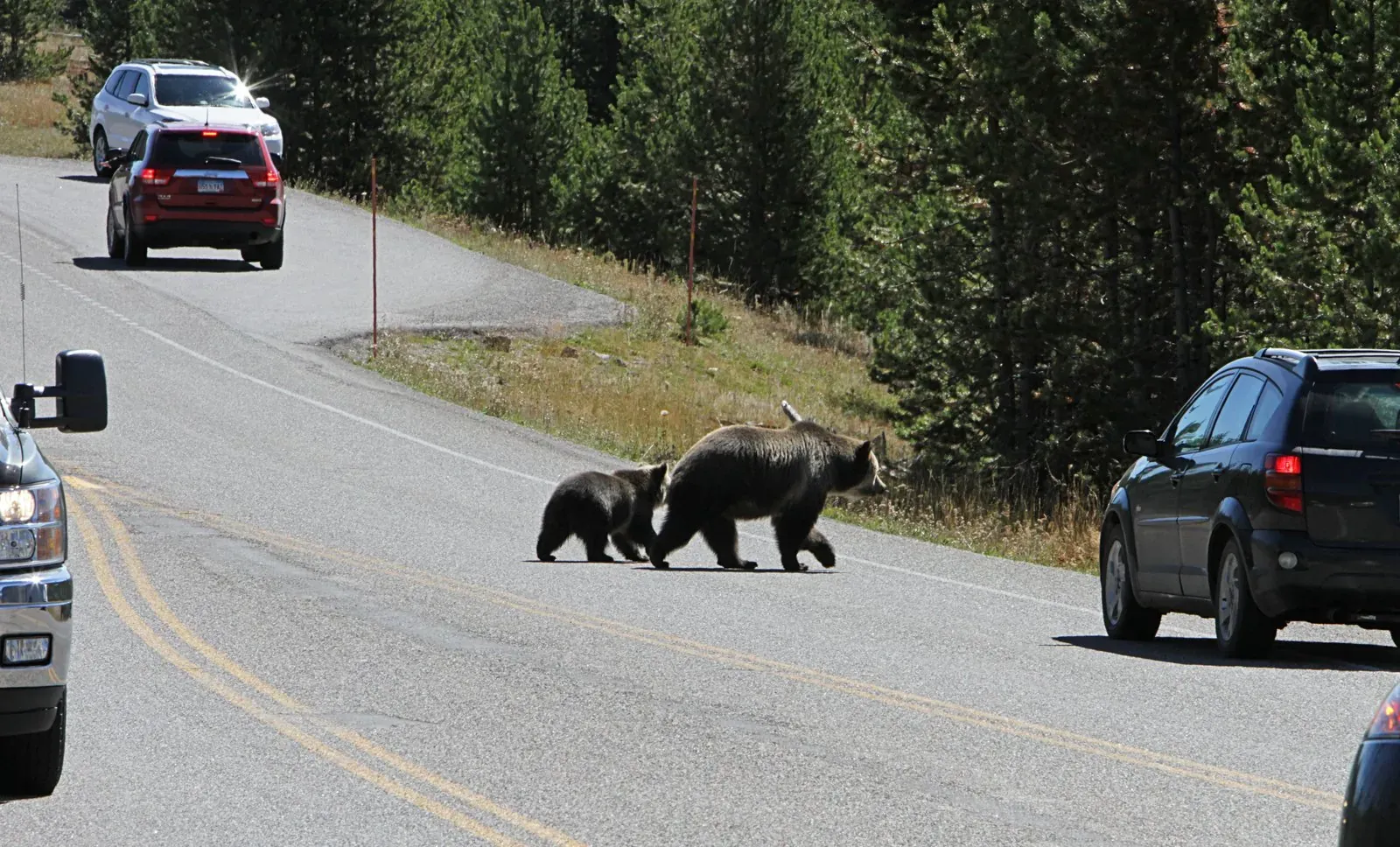 Grizzly bear crossing the road near Madison Junction in Yellowstone