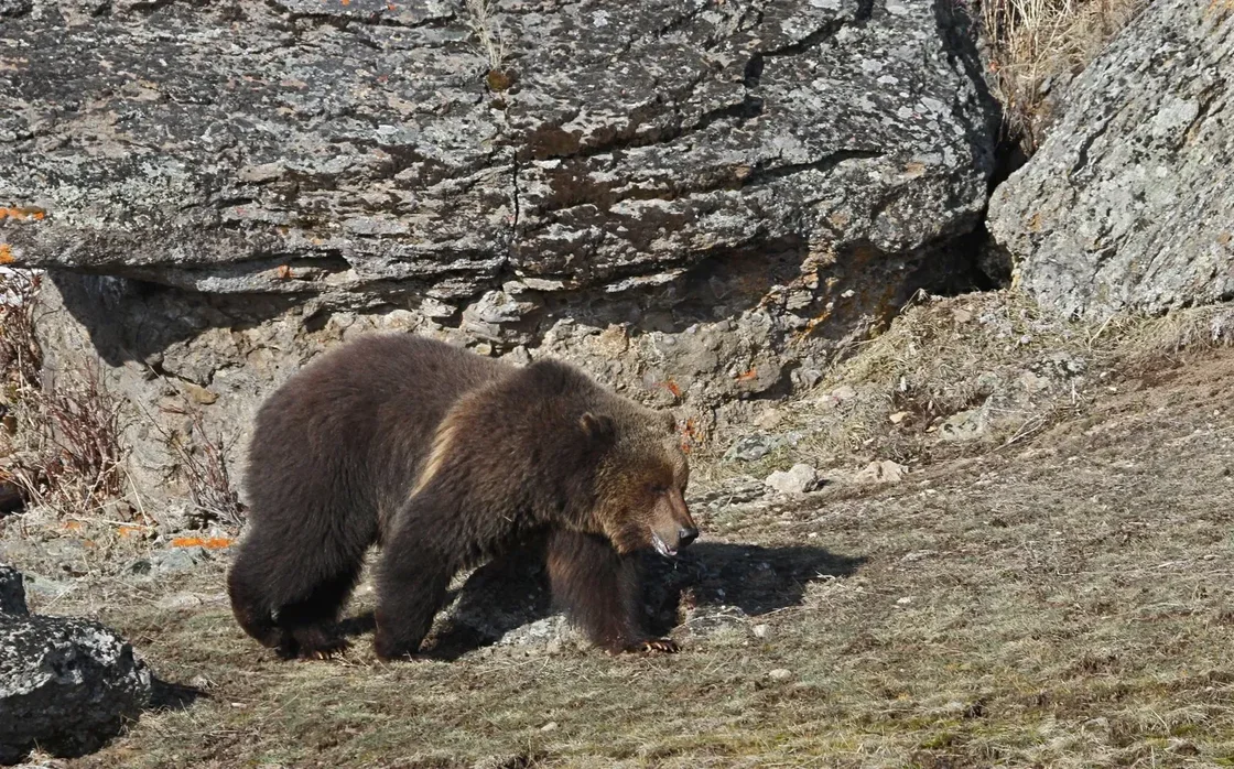 Grizzly bear at Sedge Bay near Yellowstone Lake