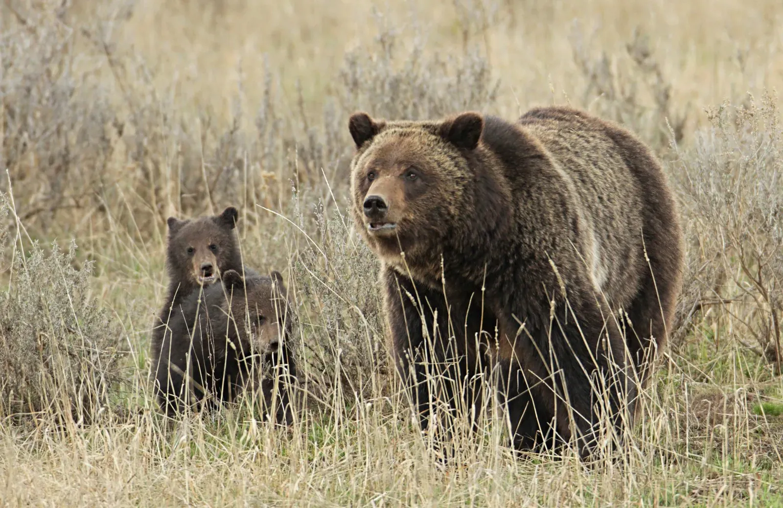 Grizzly bear sow with cubs in Yellowstone