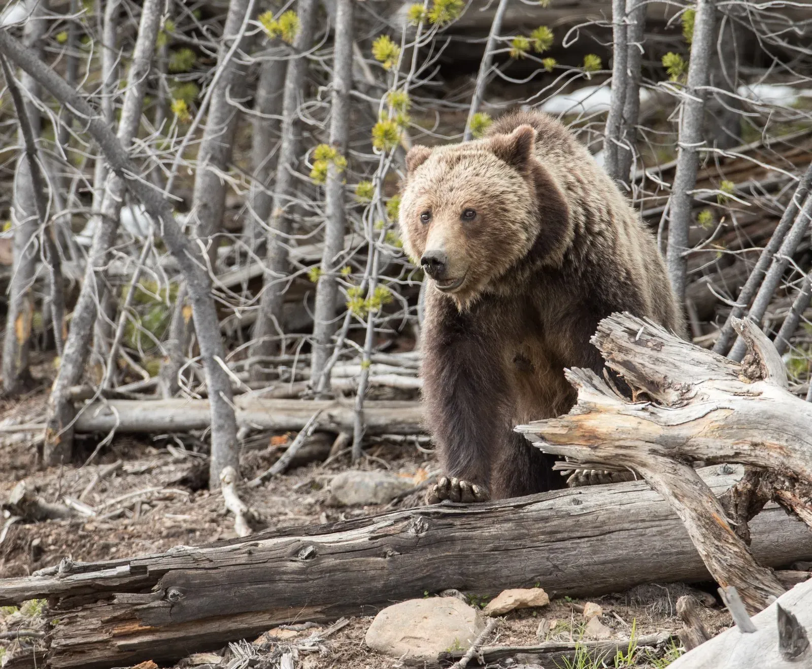 Grizzly bear walking through Yellowstone meadow