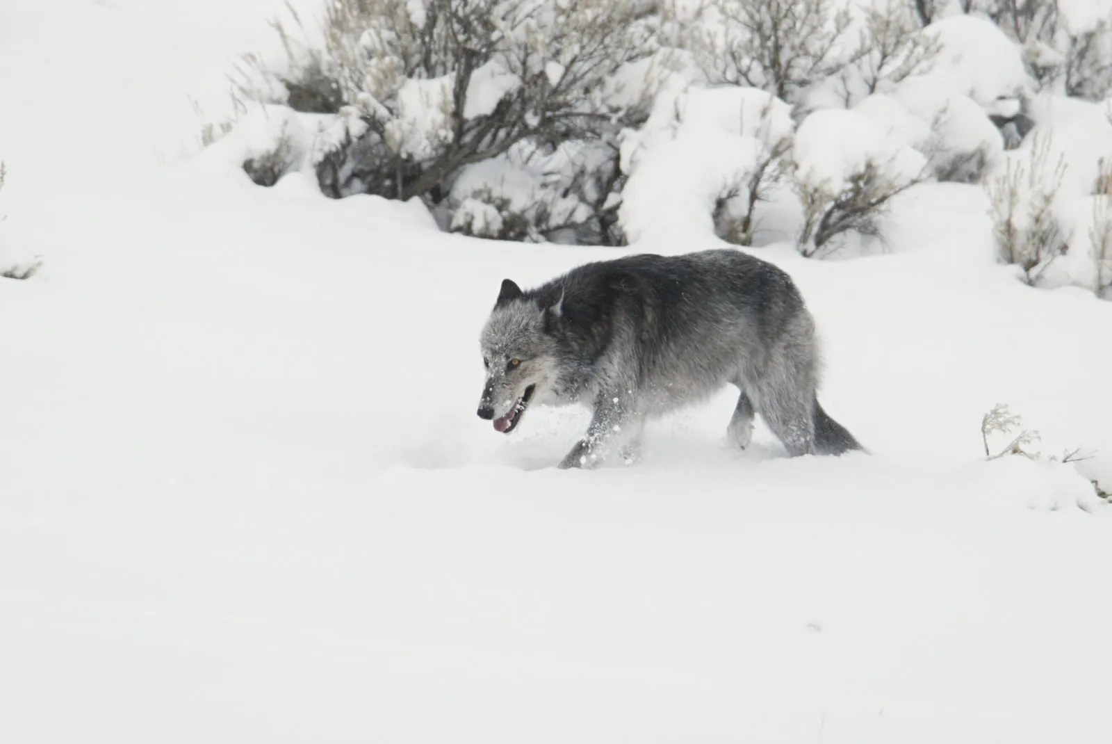 Grey wolf in Yellowstone's Lamar Valley