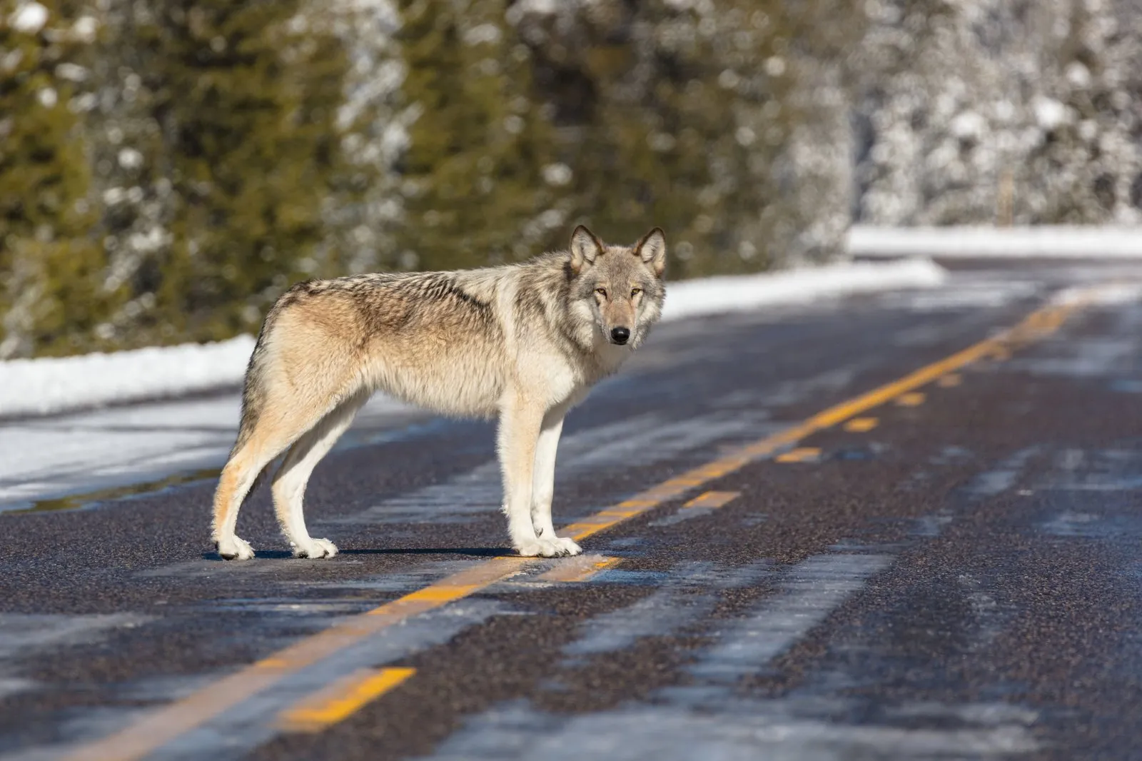 Gray wolf on road in Yellowstone