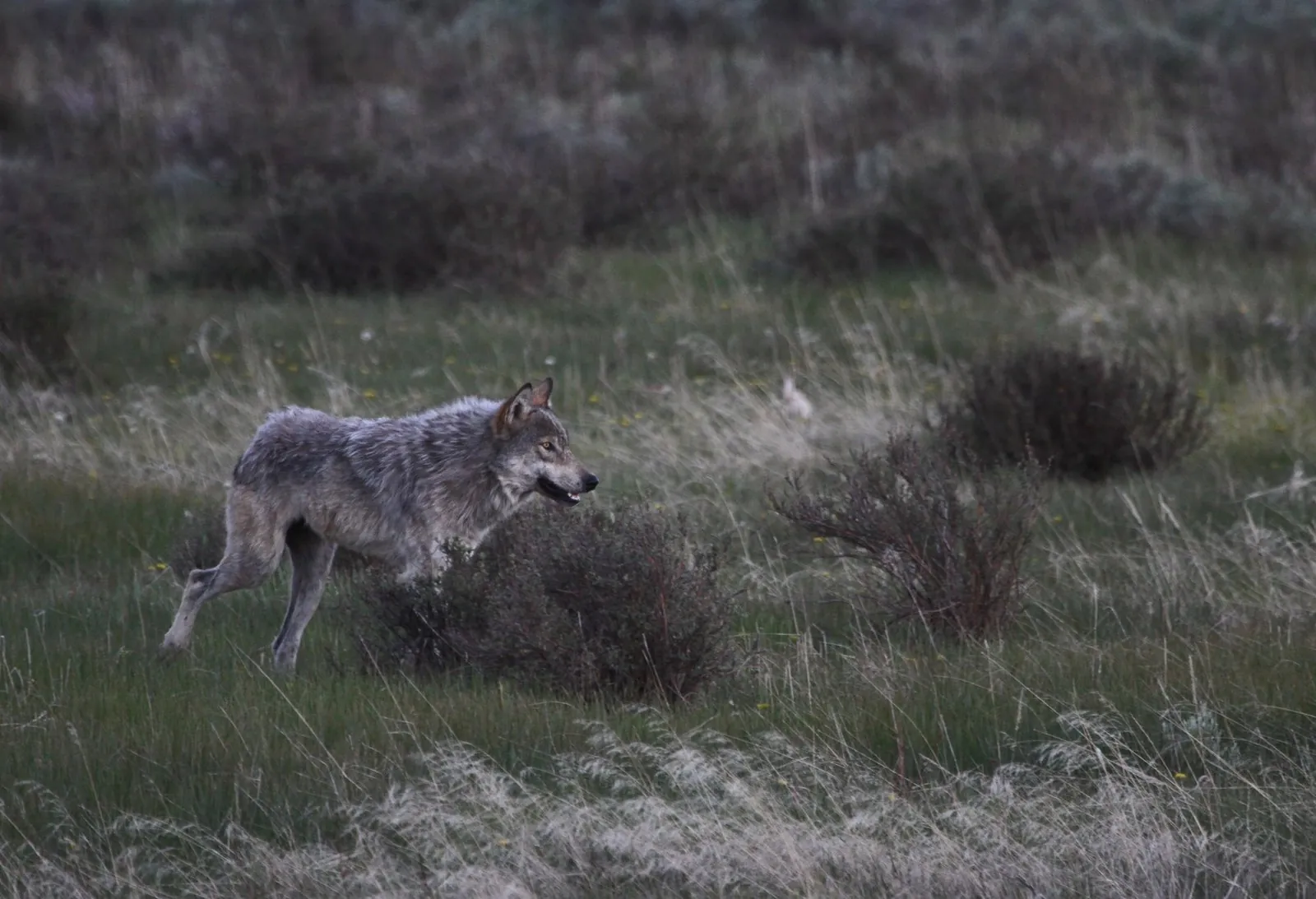 Grey wolf crossing Swan Lake Flat