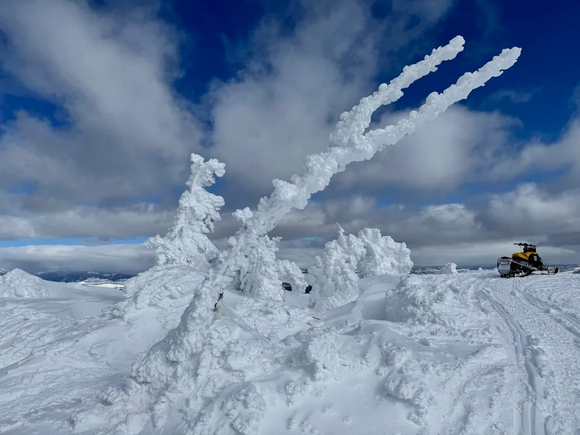 Snow ghost with forked branches visible through ice